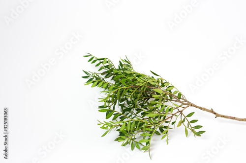 green juicy branch on a white background