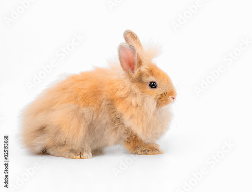 Beautiful brown baby rabbit on white