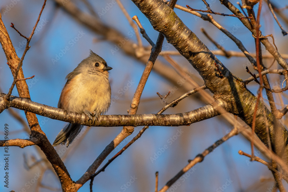 Obraz premium bird on a branch