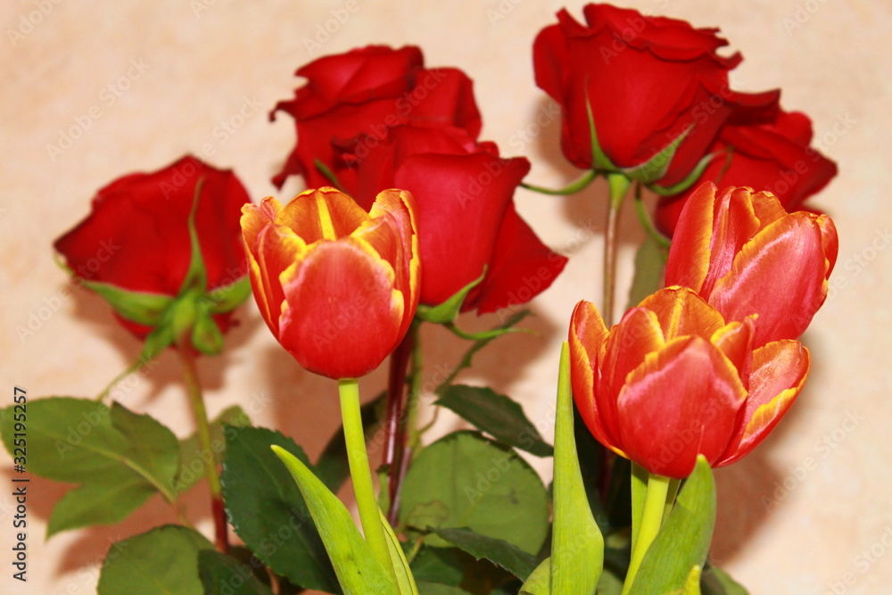 delicate tulips for the celebration of international day delicate tulips for the celebration of international day