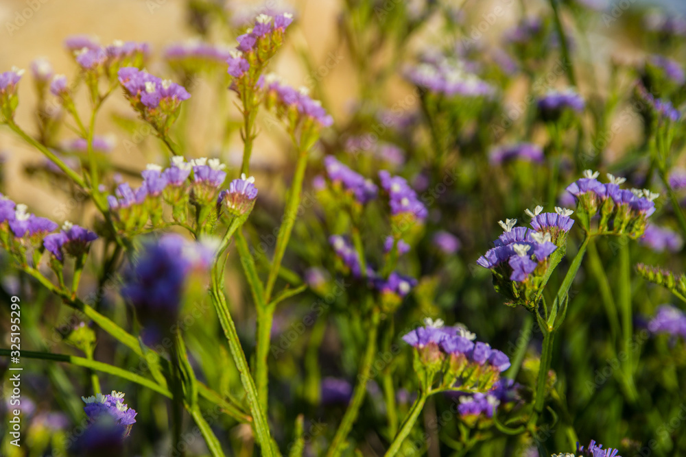 Gardening concept. Purple flowers of Limonium Gmelinii over a green background. Postcard. Article illustration. Copy space. Selective focus Gardening concept. Purple flowers of Limonium Gmelinii over a green background. Postcard. Article illustration. Copy space. Selective focus