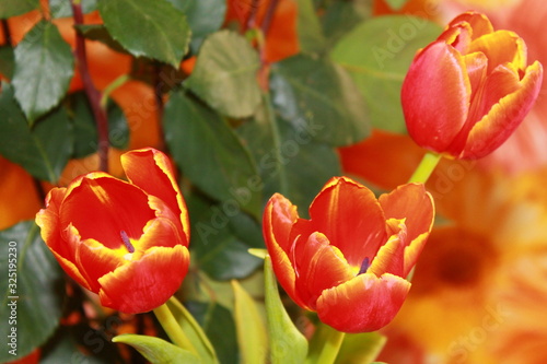red tulips in the garden