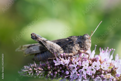 The blue-winged grasshopper (Oedipoda caerulescens) on horse mint flower (Mentha longifolia). Place for text.
