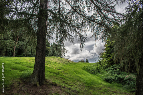 morning in the forest