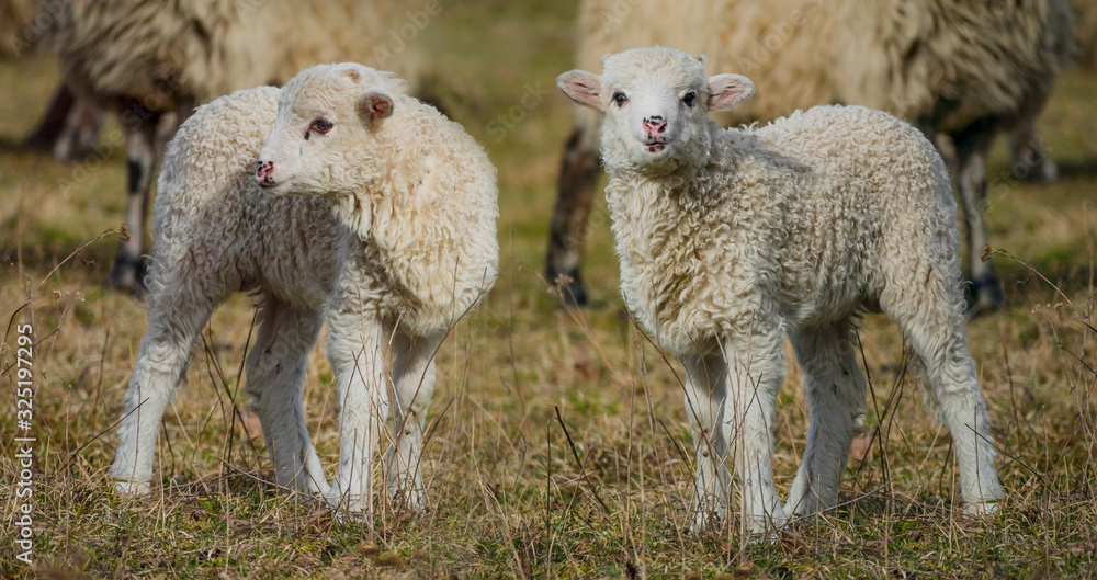 Obraz premium cute lamb on a farm - close up
