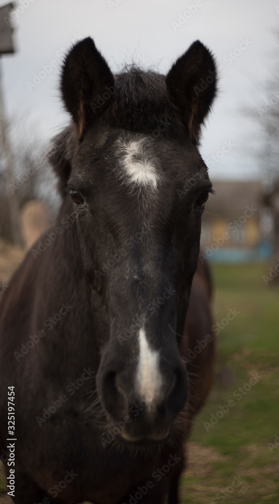 The face of the horse is dark in color with white spots on the face and fluffy ears.