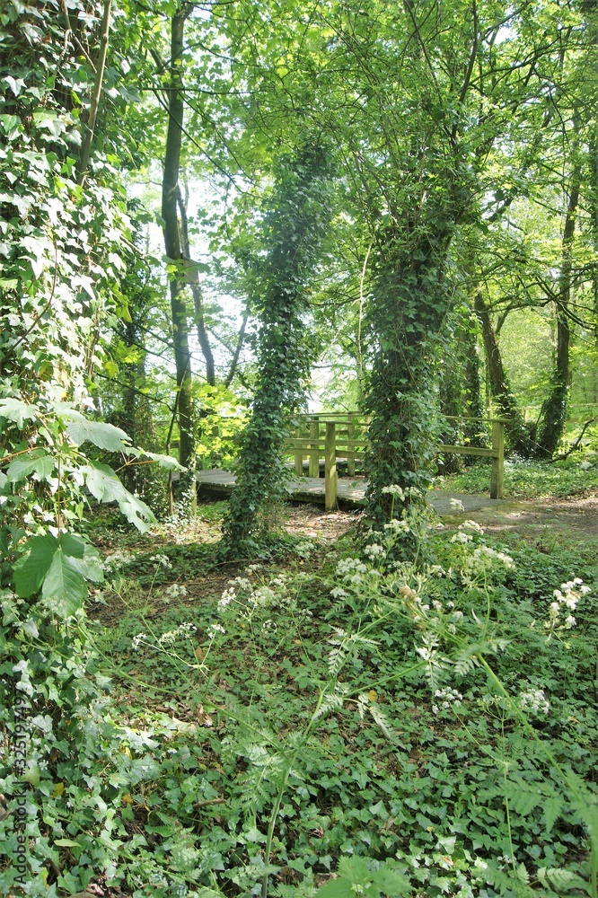 path in the forest