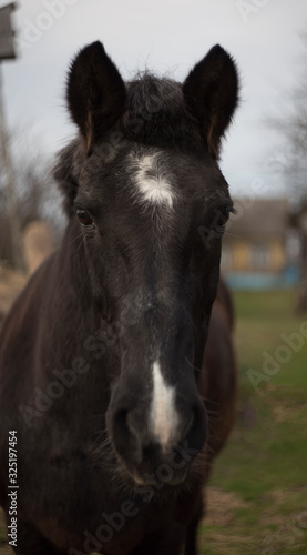 The face of the horse is dark in color with white spots on the face and fluffy ears. © Alena Sharuk