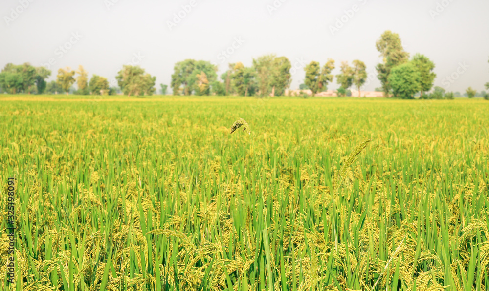 green and growing rice fields with hand green and growing rice fields with hand