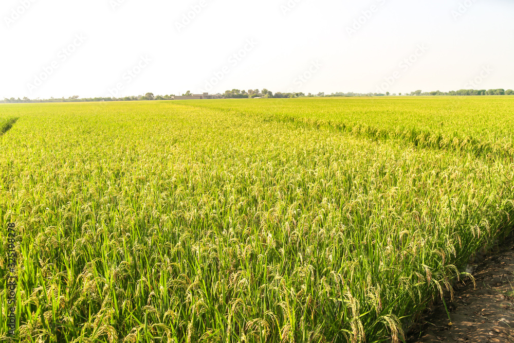 green and growing rice fields green and growing rice fields