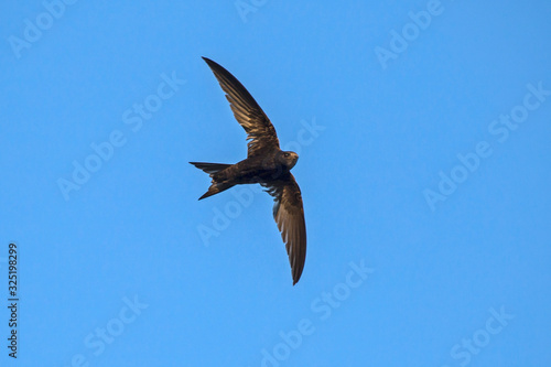 Flying swift. Common Swift (Apus apus).