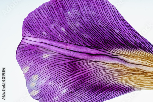 Fotografia iris petals closeup and isolated on the white