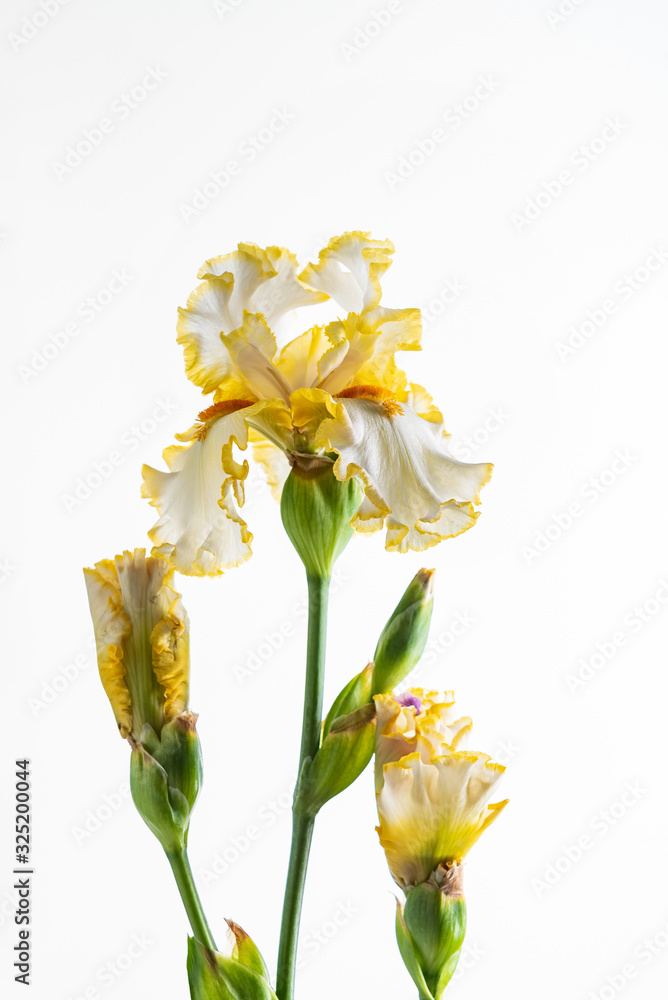iris isolated on white iris isolated on white