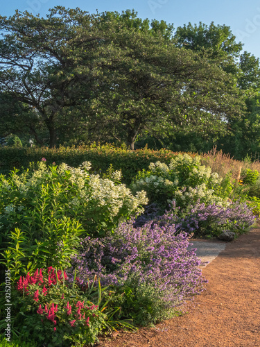 Summer perennial garden with flowers and flowering bushes in bloom along a walkway with trees in the background in Minneapolis  Minnesota.