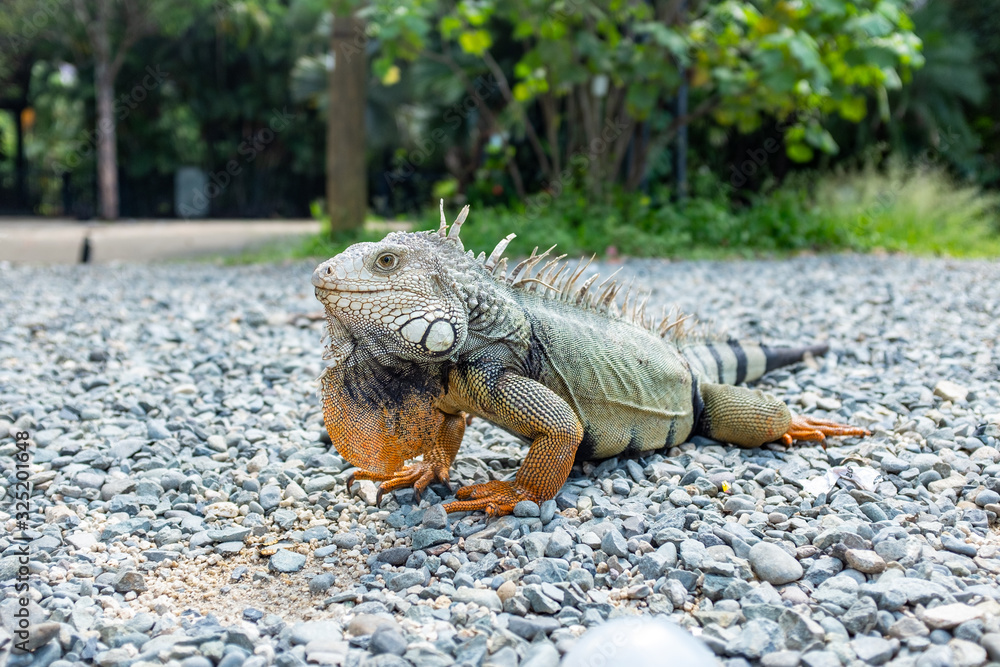 Naklejka premium Green Iguana (Iguana Iguana) Large Herbivorous Lizard Standing on Rocks near the Trees