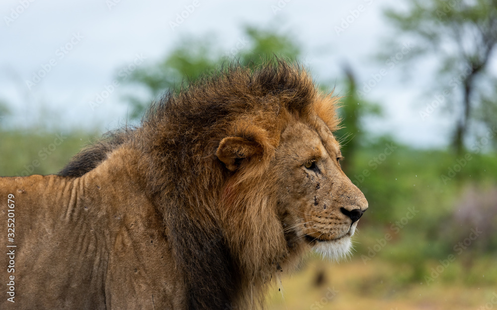 Male Lion in Kruger Male Lion in Kruger