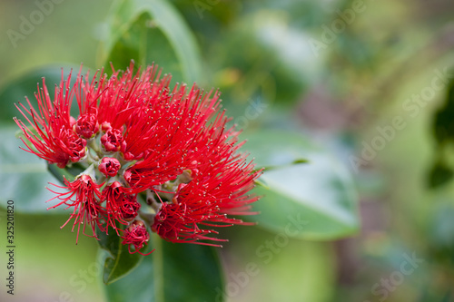 Red Ohia-lehua flower of Hawaii