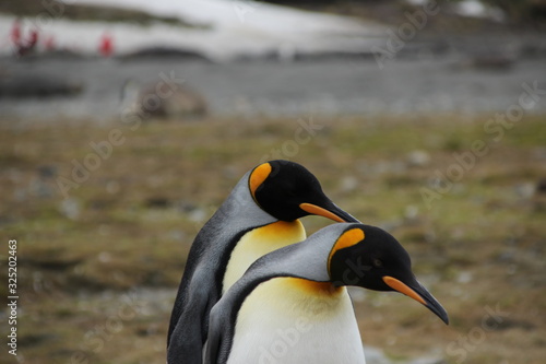 Stehende Königspinguine in Antarktis