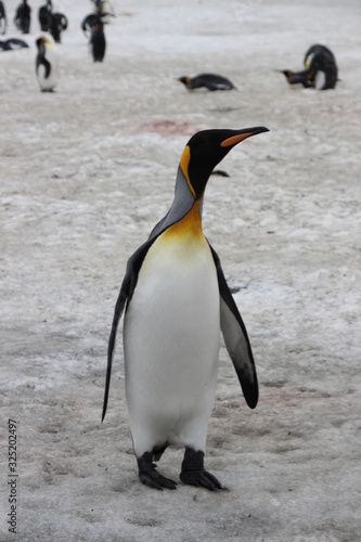 Stehende K  nigspinguine in Antarktis