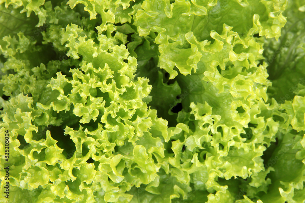 Fresh green lettuce. Fresh green lettuce.