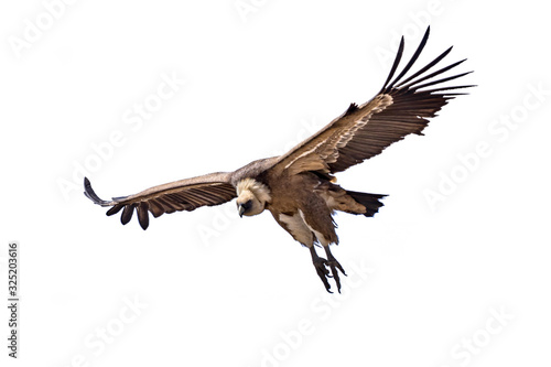 Griffon vulture flying on white background