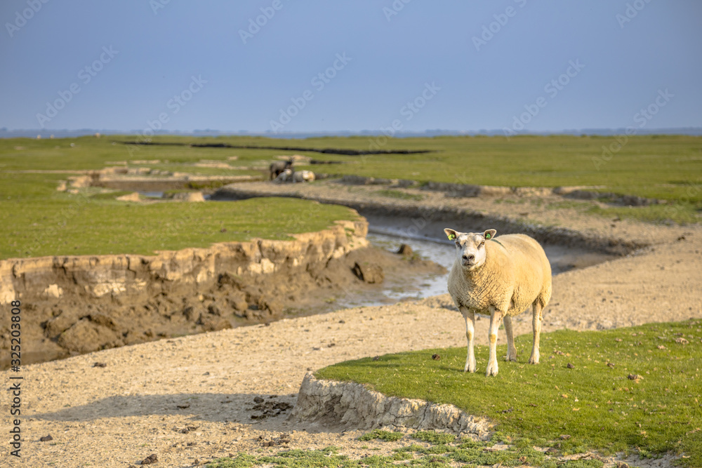 Obraz premium Tidal marshland Ameland