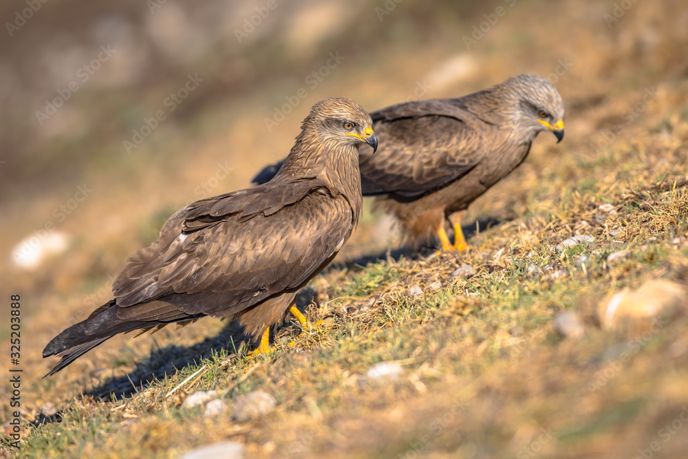 Obraz premium Two Black kite on ground