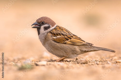 Tree sparrow foraging