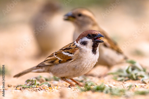 Tree sparrow group foraging © creativenature.nl