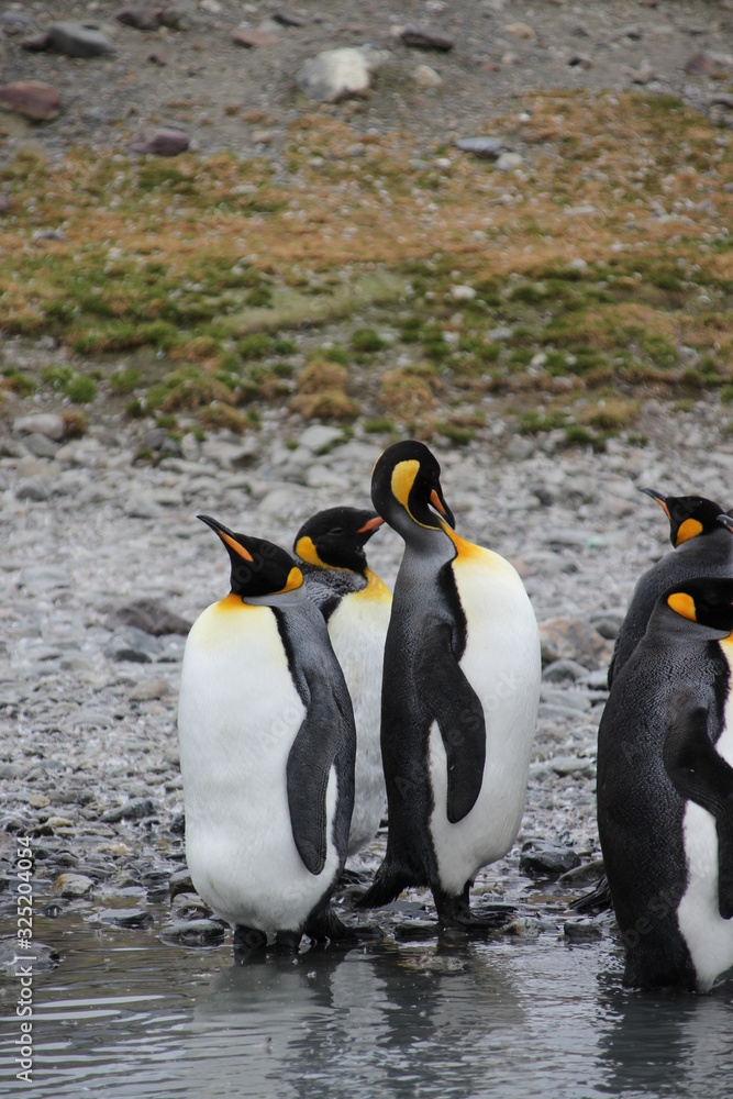 Fototapeta premium Kaiserpinguine am Wasser stehend - Antarktis Südgeorgien