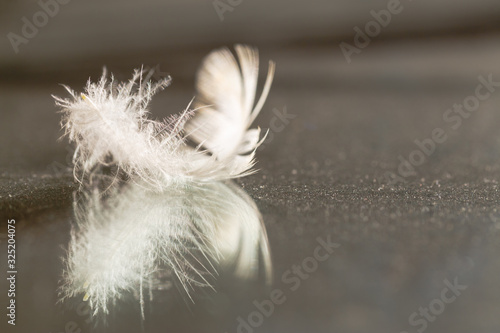 Close-up white fluff, reflected down on surface of mirror, grey background. Softness and Tenderness concept.