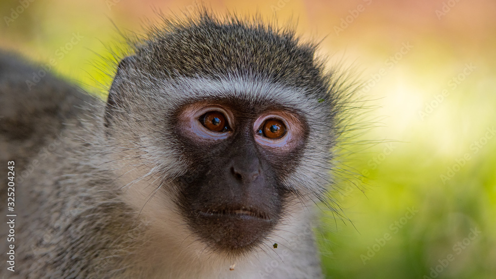 Obraz premium Vervet Monkey