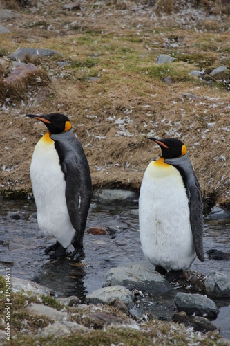 Stehende K  nigspinguine in Antarktis