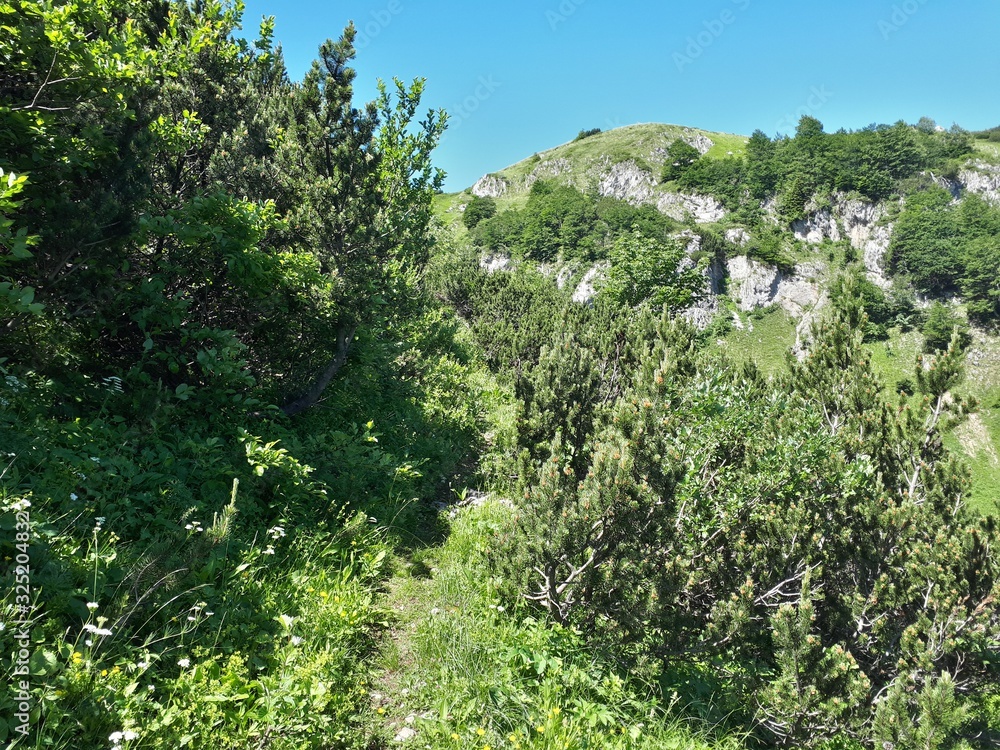 Obraz premium Small bushes on mountain trail