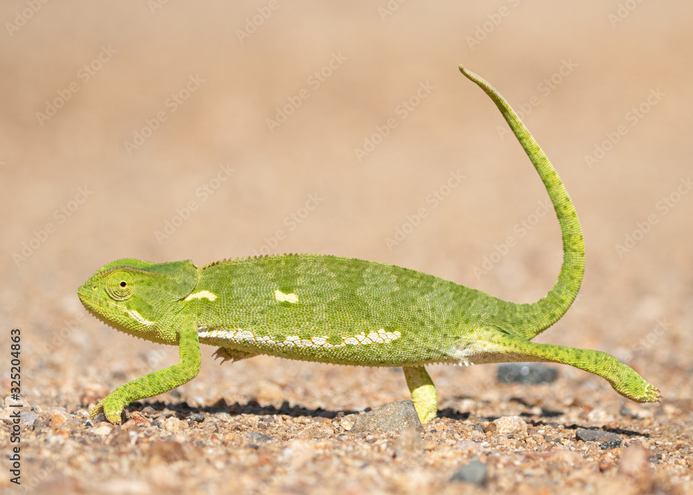 Fototapeta premium Flap Necked Chameleon