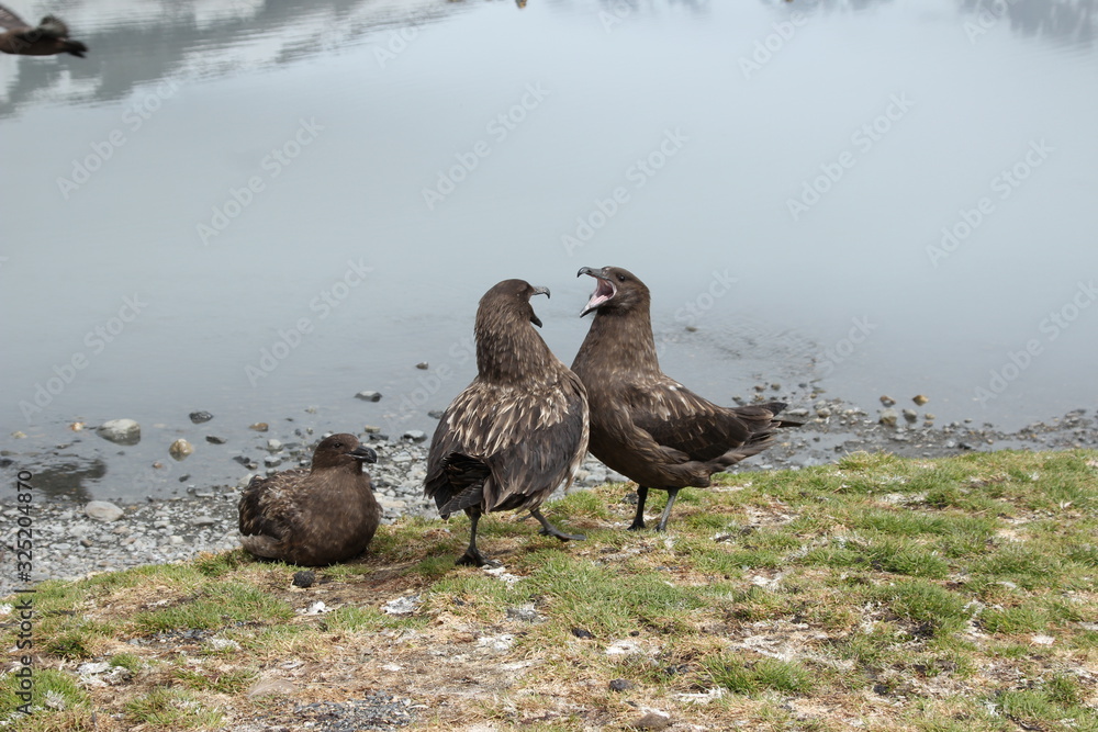 Fototapeta premium Skua Vögel Antarktis - Flügel schlag