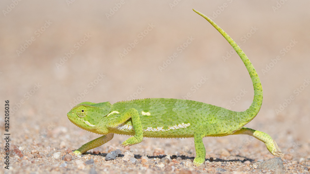 Fototapeta premium Flap Necked Chameleon