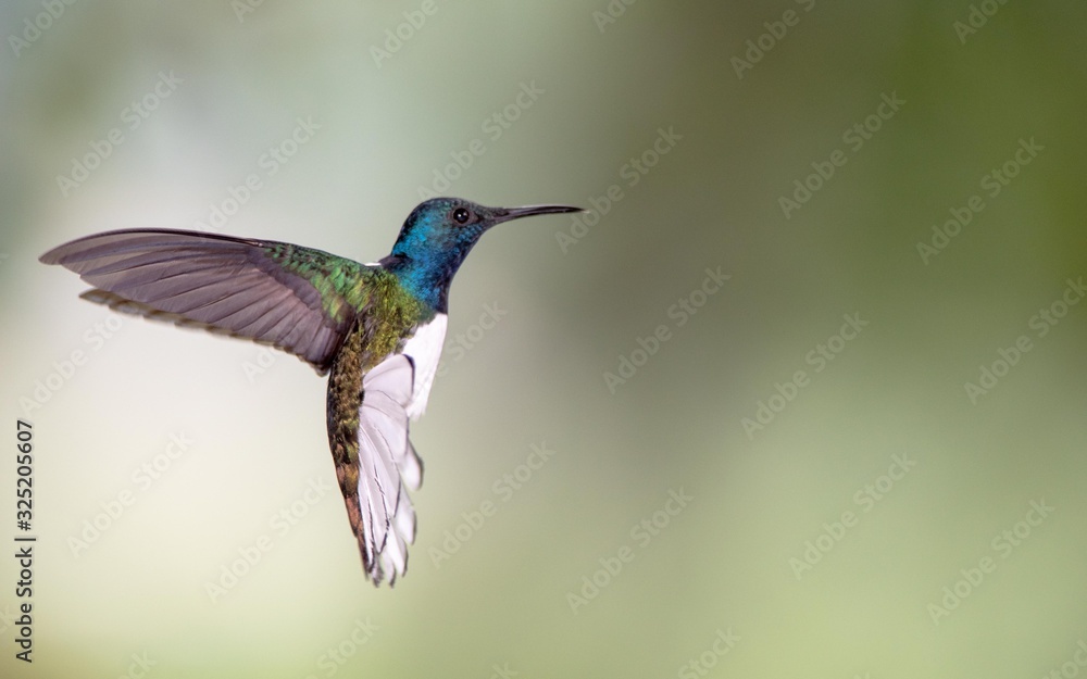 Fototapeta premium hummingbird in flight