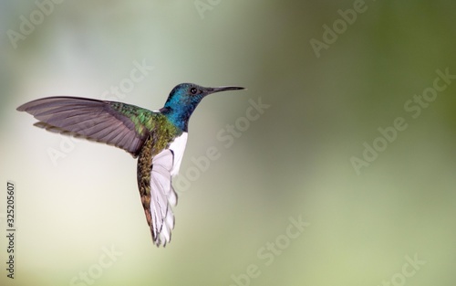 hummingbird in flight © Gagan