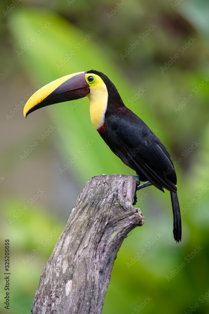 Naklejka premium toucan on a branch