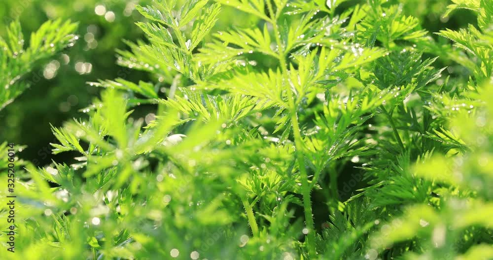 Growing carrot plants. Organic farming Growing carrot plants. Organic farming