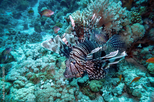 Pterois volitans   lion fish   - dangerous resident of the Red Sea.