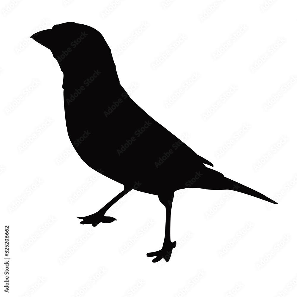Obraz premium a sparrow body silhouette vector