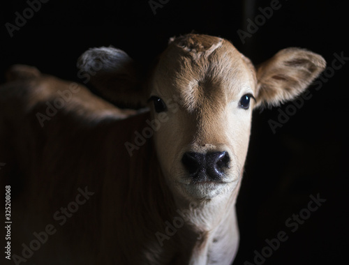 chestnut calf in a stable looking quietly into the chamber. Bos taurus