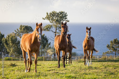 Billede på lærred four English thoroughbred horses on a meadow with the sea in the background