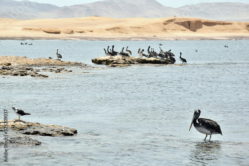 Pelicans by the bay in Paracas