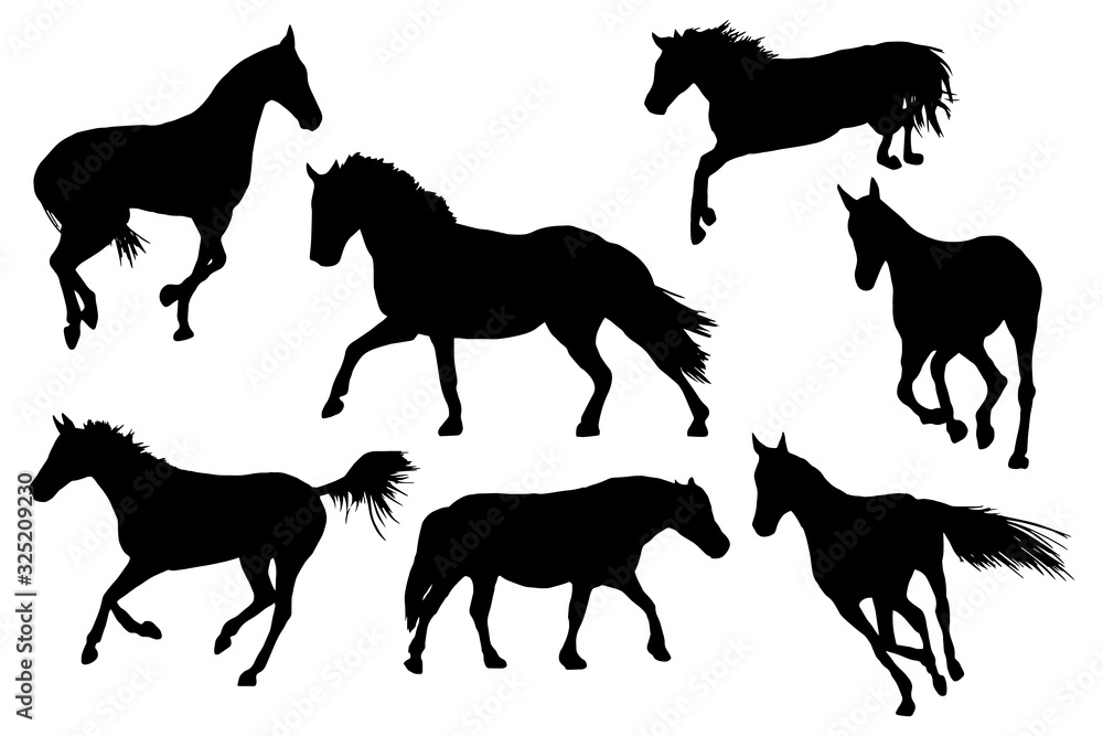 Obraz Sylwetki koni wyścigowych dorosłych na białym tle