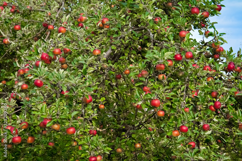 Apple Tree with mellow fruits Apple Tree with mellow fruits
