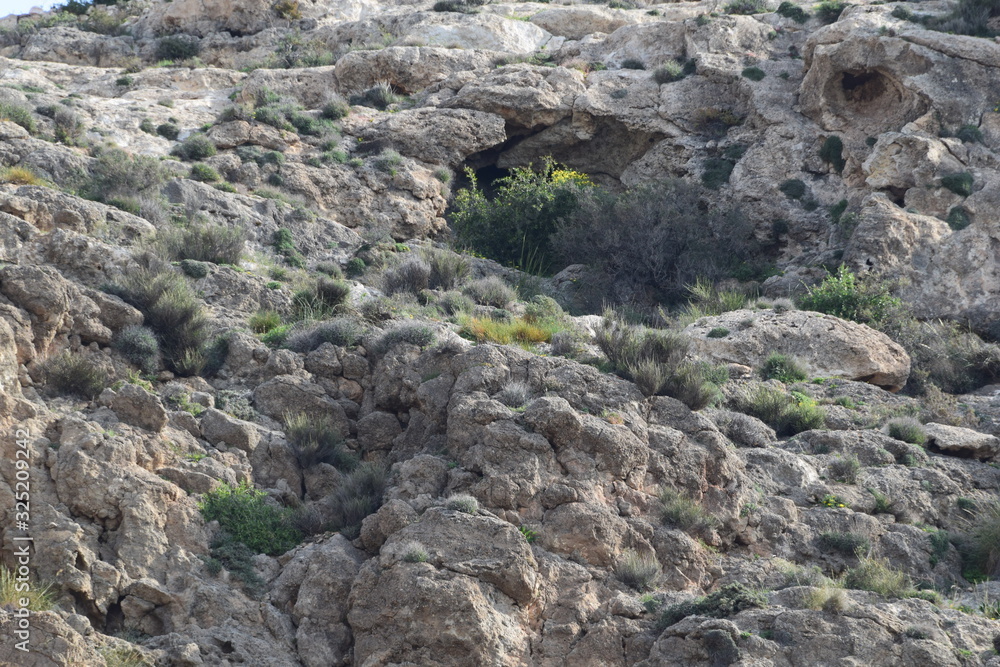 Bergpfllanzen im Frühling in Almeria Bergpfllanzen im Frühling in Almeria