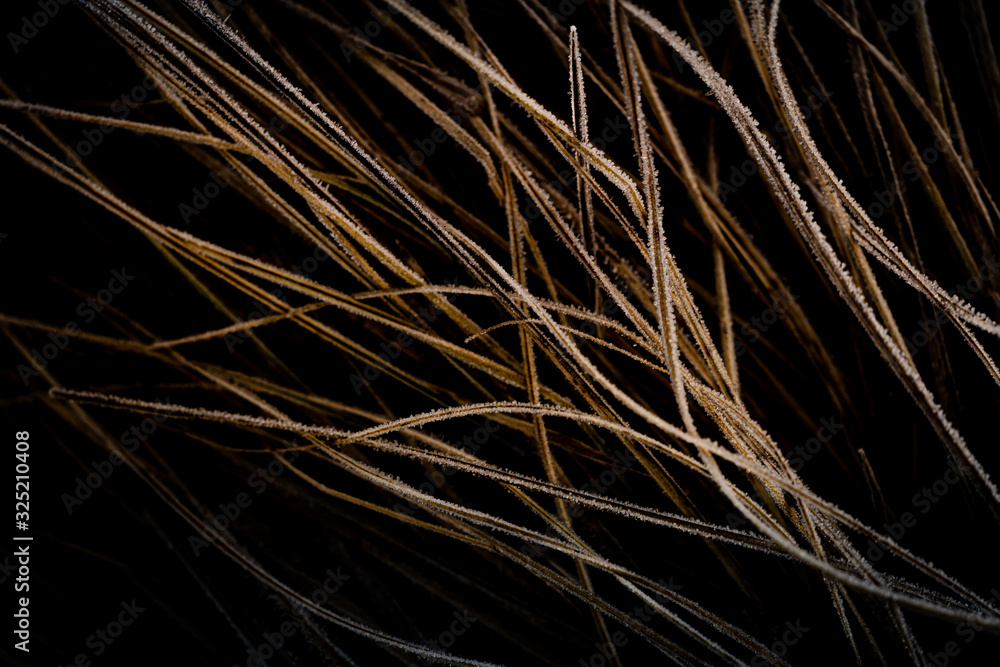 Abstract background with frozen grass Abstract background with frozen grass